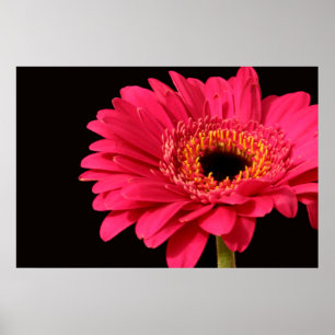 Impresión del Gerbera