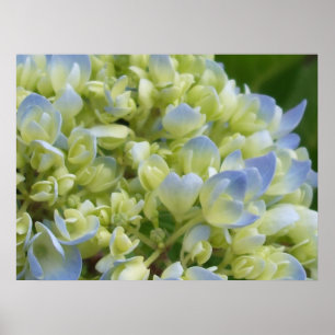 Impresión del Hydrangea