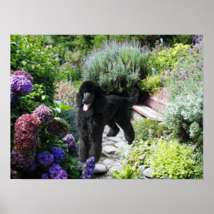 Impresión del jardín del caniche