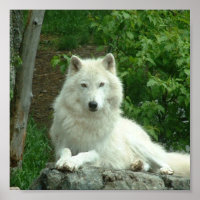 Impresión del lobo ártico