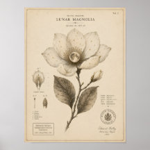 Impresión del Museo Botánico Victoriano de Magnoli