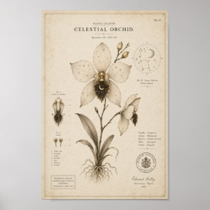 Impresión del Museo Botánico Victoriano Orquídea C