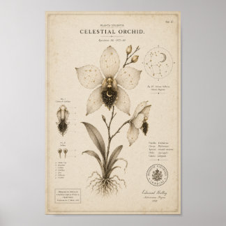 Impresión del Museo Botánico Victoriano Orquídea C
