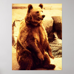 impresión del oso grizzly