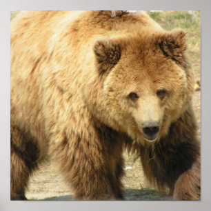 Impresión del oso grizzly