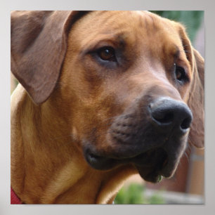 Impresión del perro de Rhodesian Ridgeback