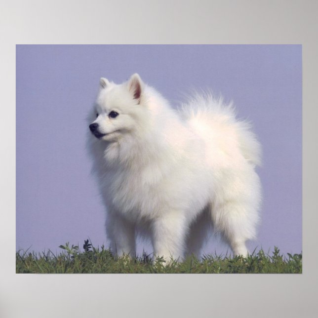 Impresión del perro esquimal estadounidense del ju (Frente)