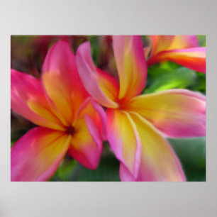 Impresión del Plumeria