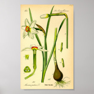 Impresión del poeta Daffodil (Narcissus poeticus)
