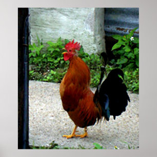 Impresión del pollo del gallo de la acuarela