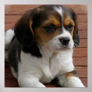 Impresión del Poster Beagle Puppy Dog