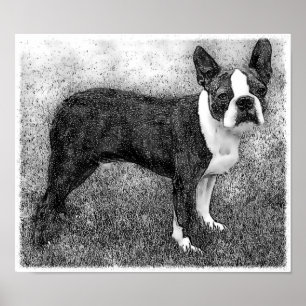 Impresión del poster de Boston Terrier