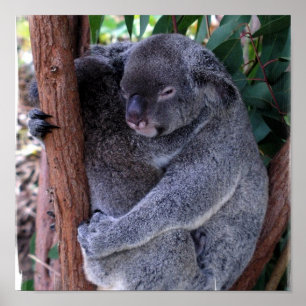 Impresión del poster de la familia de la koala