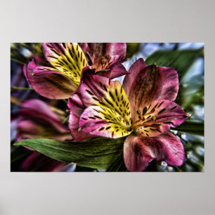 Impresión del poster de la flor del lirio peruano