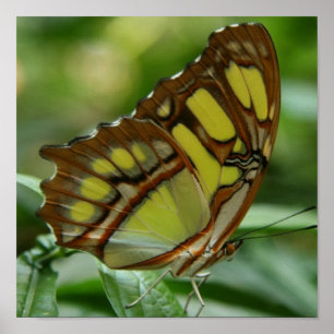 Impresión del poster de la mariposa de la