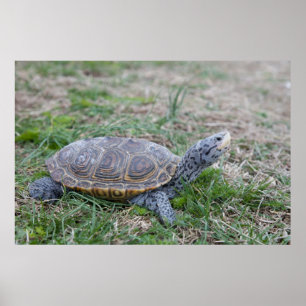 impresión del poster de la tortuga de la tortuga