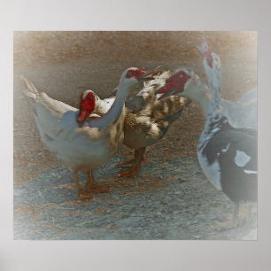 Impresión del poster de los patos de Muscovy