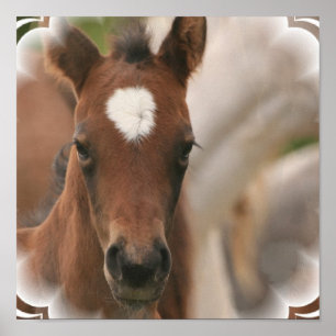 Impresión del poster del bebé del caballo