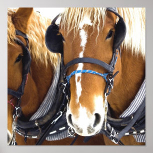 Impresión del poster del caballo de proyecto de