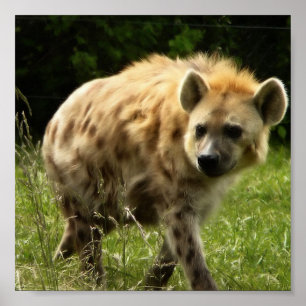 Impresión del poster del Hyena
