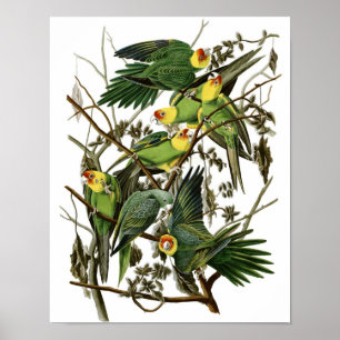 Impresión del poster del Parakeet de Audubon