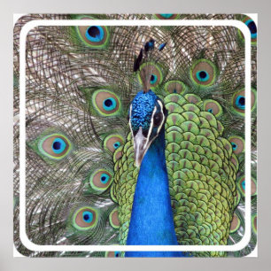 Impresión del poster del pavo real