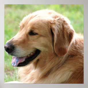 Impresión del poster del perrito del golden