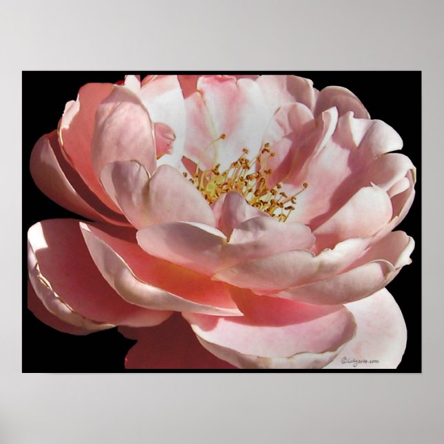 Impresión del Poster rosa rosado antiguo (Frente)