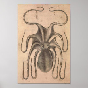 Impresión del pulpo del vintage