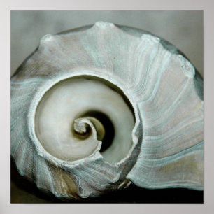 impresión del seashell