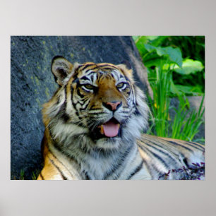 Impresión del tigre de Sumatra