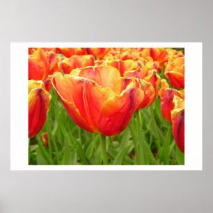 Impresión del tulipán de la luz de un fuego