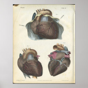 Impresión del vintage de la anatomía del corazón