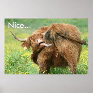 Impresión divertida de Aberdeen Angus Cow Poster