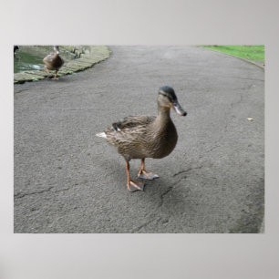 Impresión divertida del pato