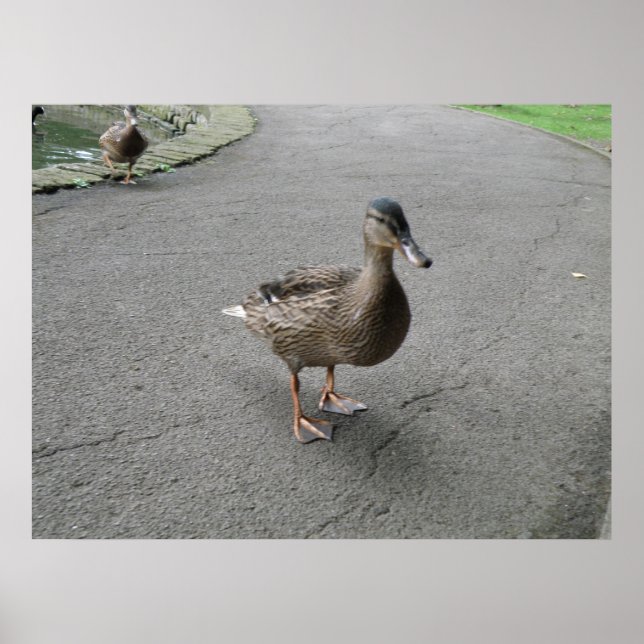 Impresión divertida del pato (Frente)