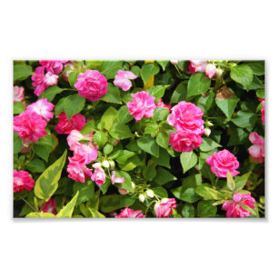 Impresión doble de la foto de Impatiens