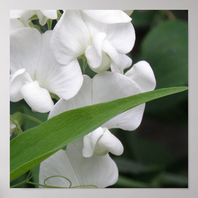 Impresión dulce de flores de café (Frente)