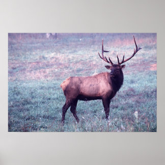 Impresión Elk sin bordes