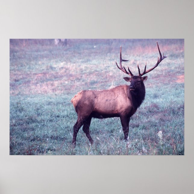 Impresión Elk sin bordes (Frente)