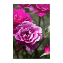 Impresión en acrílico de fotografía de rosas hermo