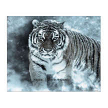Impresión en acrílico de tigre siberiano tormenta