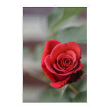 Impresión en acrílico Rosa Roja Elegancia Fotograf