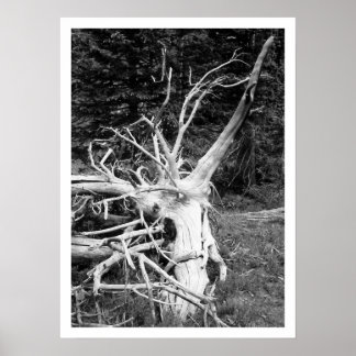 Impresión en blanco y negro del árbol muerto