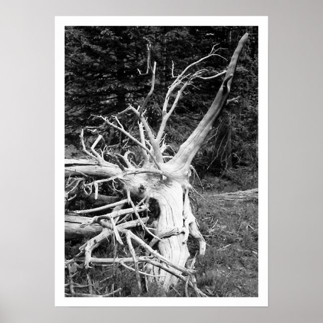 Impresión en blanco y negro del árbol muerto (Frente)