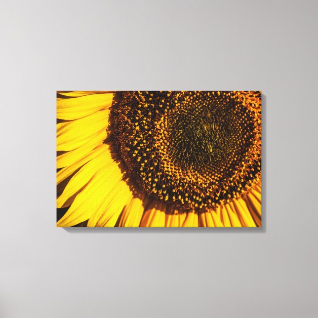 Impresión en lienzo - Acercamiento de girasol (Anverso)