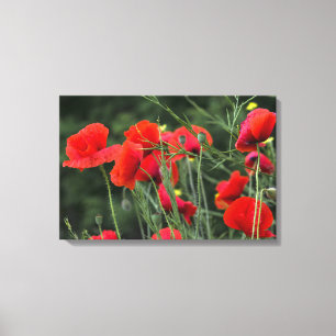 Impresión en lienzo Amopallas Fotografía floral