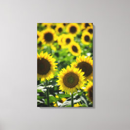 Impresión en lienzo - Campo de girasoles