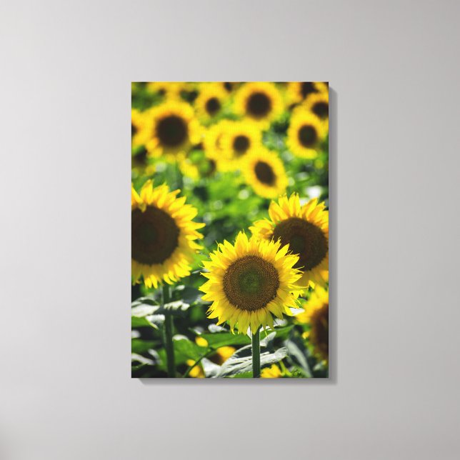Impresión en lienzo - Campo de girasoles (Anverso)
