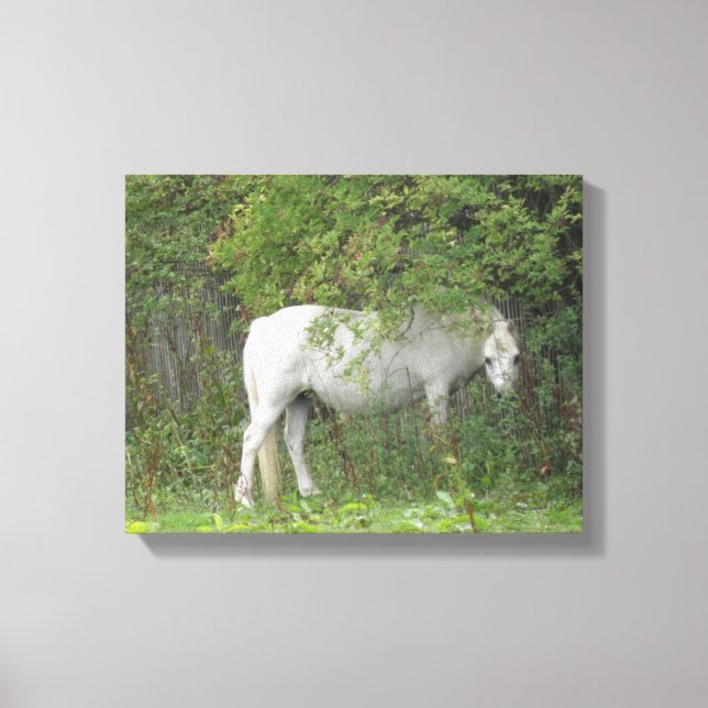 Impresión en lienzo de caballo blanco tímido (Anverso)